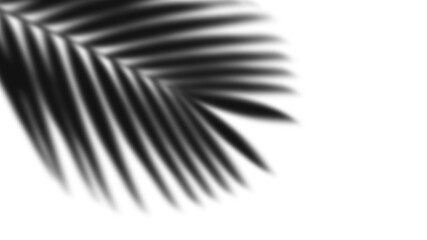 shadow photographs with transparent background