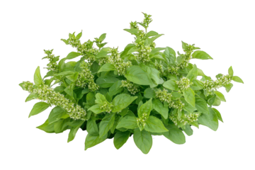 Holy Basil (Ocimum sanctum) Isolated on Transparent Background 