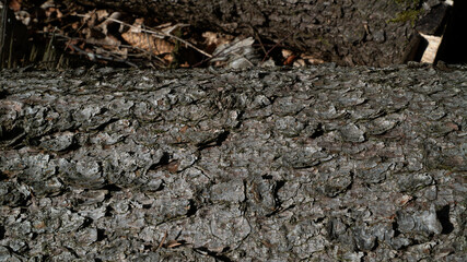 Hintergrund baumstamm wald herbst blätter natur wandern 