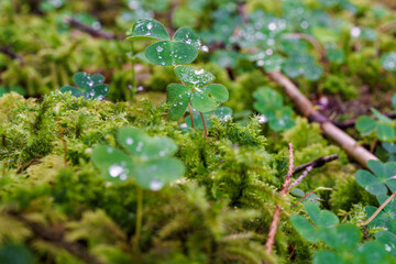 Dewdrops are delicately resting on a Clover Leaf, surrounded by the lush greenery of nature