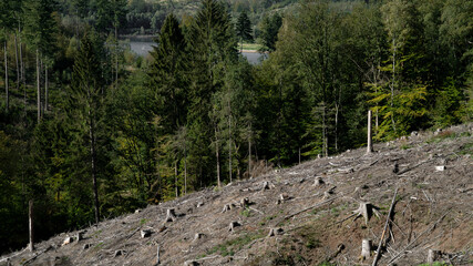 Baumstamm Wald holzen pfählen wasser see Talsperre 
