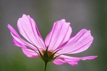 Closeup view of isolated backlit purple pink cosmos bipinnatus flower aka garden cosmos or Mexican aster blooming outdoors in garden