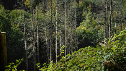 Baumstamm Wald holzen pfählen 