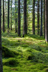 A Serene Forest featuring Lush Green Moss delicately spread Underfoot all around you