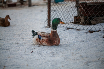 A mallard duck with a green head and brown body is sitting on snow near a chain-link fence, with another duck blurred in the background, creating a cold and serene outdoor scene.