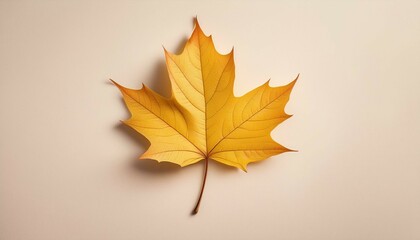 autumn maple leaf