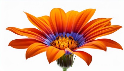  Vibrant blooming flower isolated on a white background