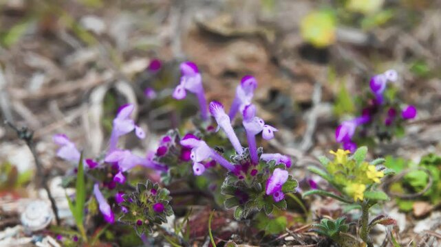 Henbit dead-nettle (Lamium amplexicaul) Europe dwarfing plant flowers very early in spring and winter bloom (flowers self-pollinate), since been spread around world gardens, fields and meadows