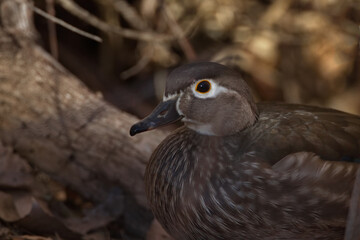 Subtle plumage hues of female Wood Duck in close up portrait 