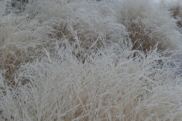 frosted plant