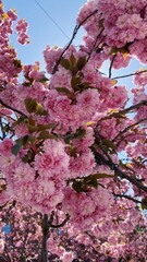 Seattle pink flowers