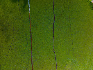 Aerial Drone View of Mangroves in Cancún’s Jungle