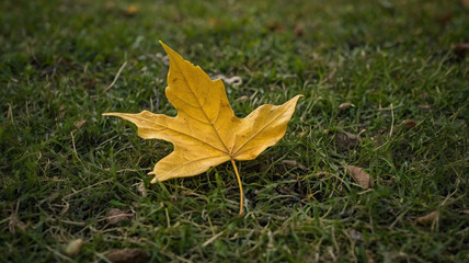 A yellow tree leaf that has fallen on the ground and shows the beautiful autumn season