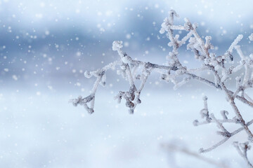 Fototapeta premium snow and ice covered dry plants in winter during snowfall on blurred background