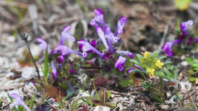 Henbit dead-nettle (Lamium amplexicaul) Europe dwarfing plant flowers very early in spring and winter bloom (flowers self-pollinate), since been spread around world gardens, fields and meadows
