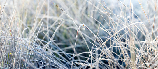 winter background, dry grass covered with frost