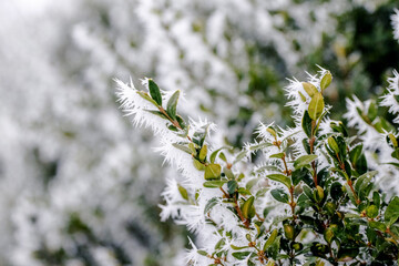 frosted boxwood branch with leaves in winter on a blurred background