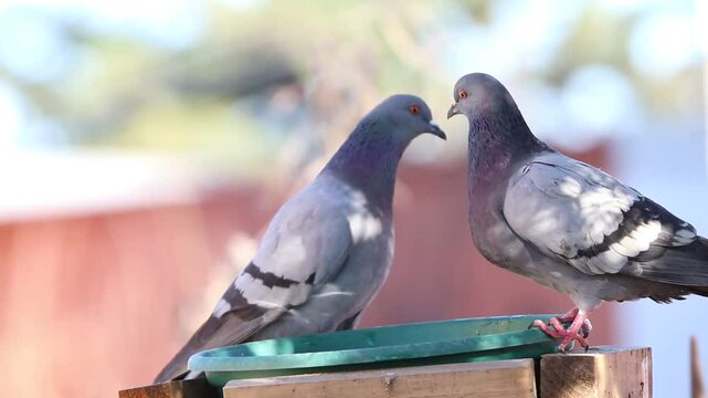 dos palomas en el agua