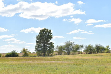 Clouds Over Trees in a Field