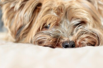 Portrait of the head of a small Yorkie dog lying on a beige sofa