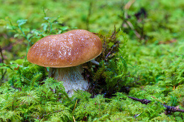A Beautiful Wild Mushroom is Growing Among the Trees in the Lush, Green Forest Area, Boletus edulis