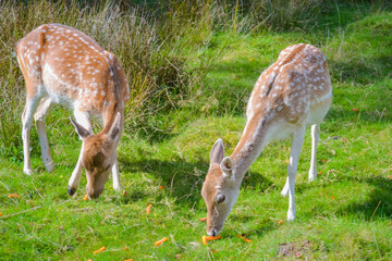 Deer in natural robbing environment