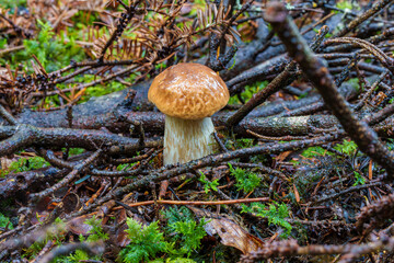 A Beautiful Wild Mushroom is Growing Among the Trees in the Lush, Green Forest Area, Boletus edulis