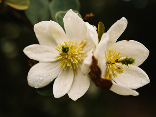 Magnolia flower