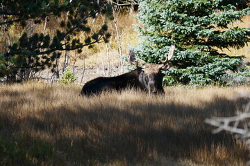 Awakened wild Moose in Foothills of the Rocky Mountains
