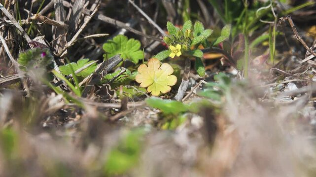 Dwarfing Yellow-tuft (Alyssum desertorum, A. murale). It have been used to treat rabies (treatment of hydrophobia) since the time of Ancient Rome. Steppes salty places of the Crimea