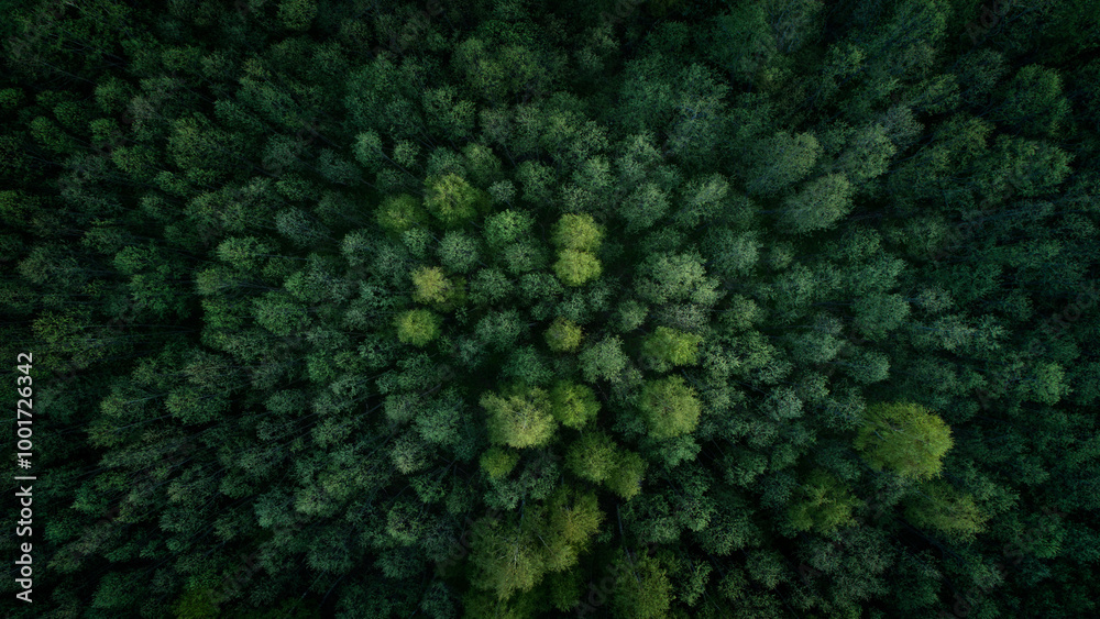 Aufkleber Aerial view of green summer forest with spruce and pine trees forest view from above, aerial top view with copy space design for web banner.