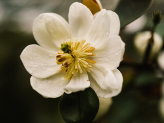 Obraz premium Magnolia flower