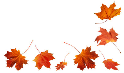 Autumn orange  leaves falling down Isolated on white background, autumn season concept background