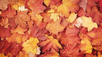 Red and Orange Autumn Leaves as Background, autumn season concept background