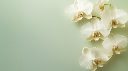 Fototapeta premium Delicate White Orchids on Soft Green Background