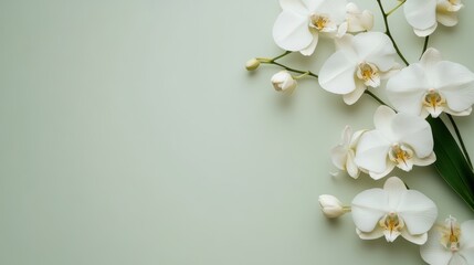 Fototapeta premium Delicate White Orchids on Soft Olive Green Background