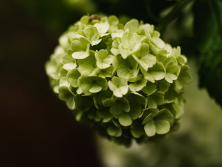 Green flowers in the garden