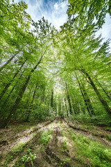 Fototapety na wymiar - Fototapeta24.pl