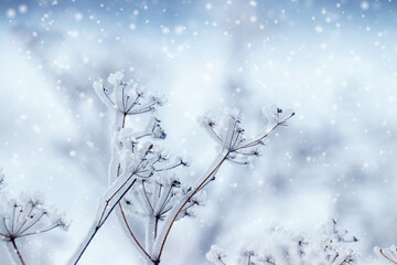snow and ice covered dry plants in winter during snowfall on blurred background