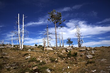 Withered trees in the solitude of the mountain