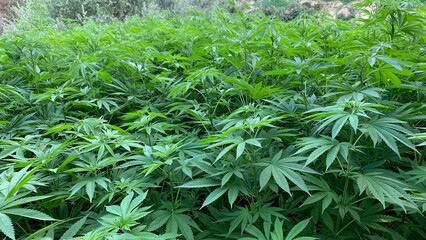 A thriving field of cannabis plants, displaying vibrant green leaves and dense foliage. Perfect for themes related to agriculture, herbal remedies, and sustainable farming practices.