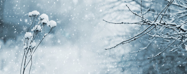 winter atmospheric view with snow-covered trees and wild plants in the forest during snowfall
