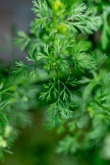 Close-up of fresh cilantro leaves. Green coriander in the garden.