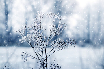 frost-covered branches of wild plants in a meadow in winter during snowfall
