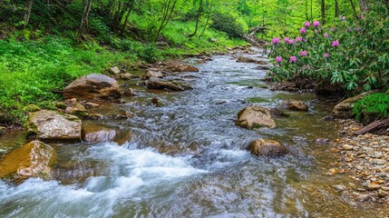Obraz premium A small stream flows through a lush forest, with pink rhododendrons blooming on the bank.