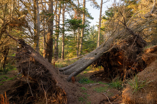 An uprooted tree in the forest after a storm blocks the passage.