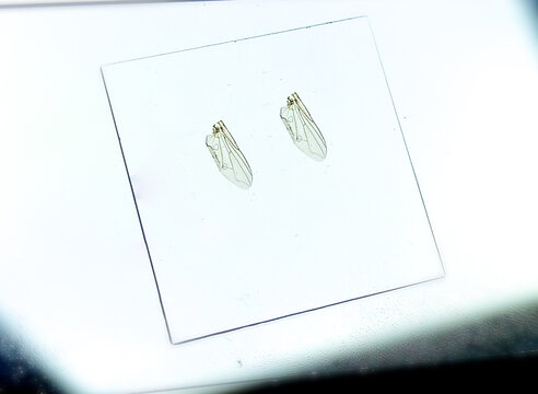 Mourning Floater fly wings under magnifying glass. Microscope picture. 
