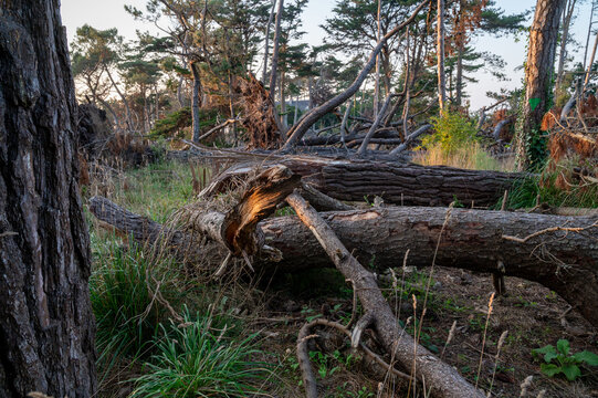 Fallen tree trunks, felled in a forest by Storm Ciar&aacute;n - California pine bark