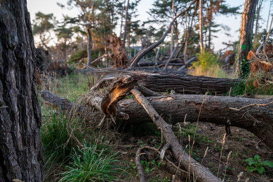 Fallen tree trunks, felled in a forest by Storm Ciar&aacute;n - California pine bark - blurred background