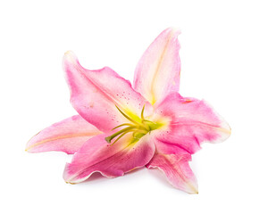 Beautiful lily flower on white background